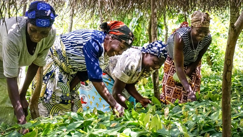 Women from different tribes in Ituri, Democratic Republic of Congo, work together to maintain their cocoa trees as a part of the women cocoa farmer group ÒTUENDELEE MBELE,Ó meaning ÒLetÕs move forward,Ó in Swahili. The group formed from an effort to restore peaceful coexistence between the local groups through development.
(Pascaline Kavuo Mwasi Saambili, GPJ Democratic Republic of Congo)